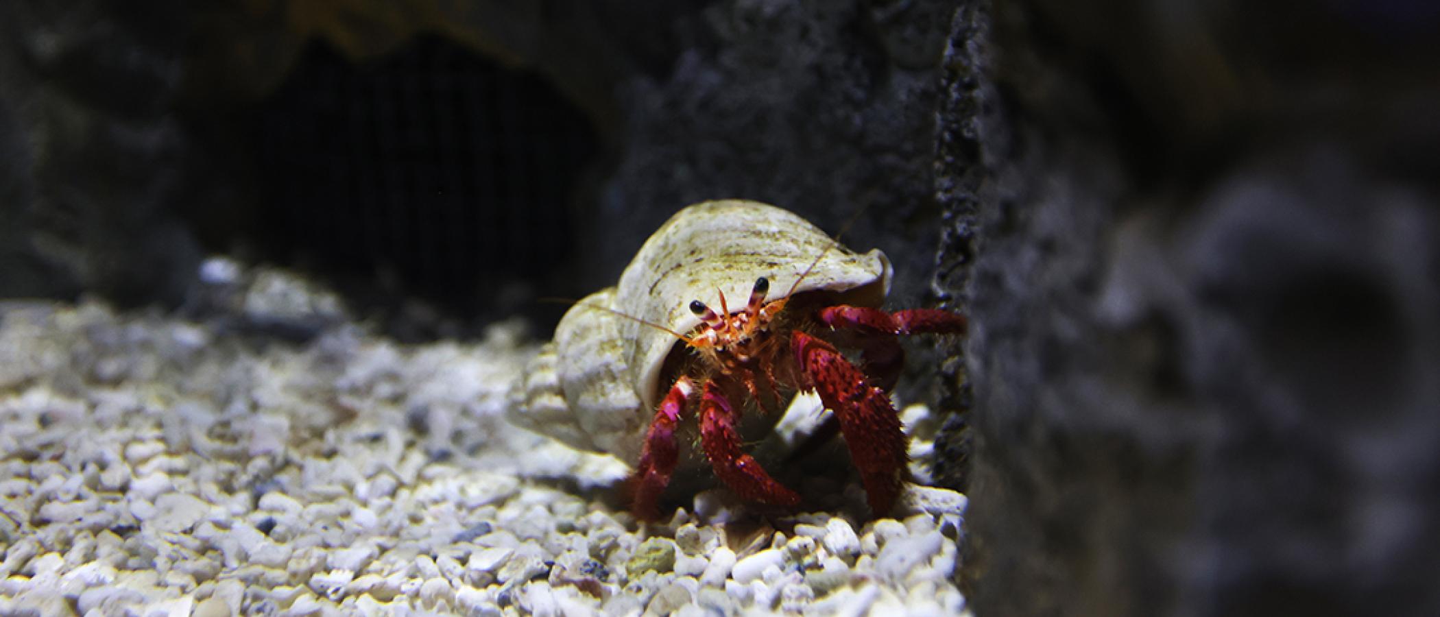 Liverpool 2024 aquarium shop